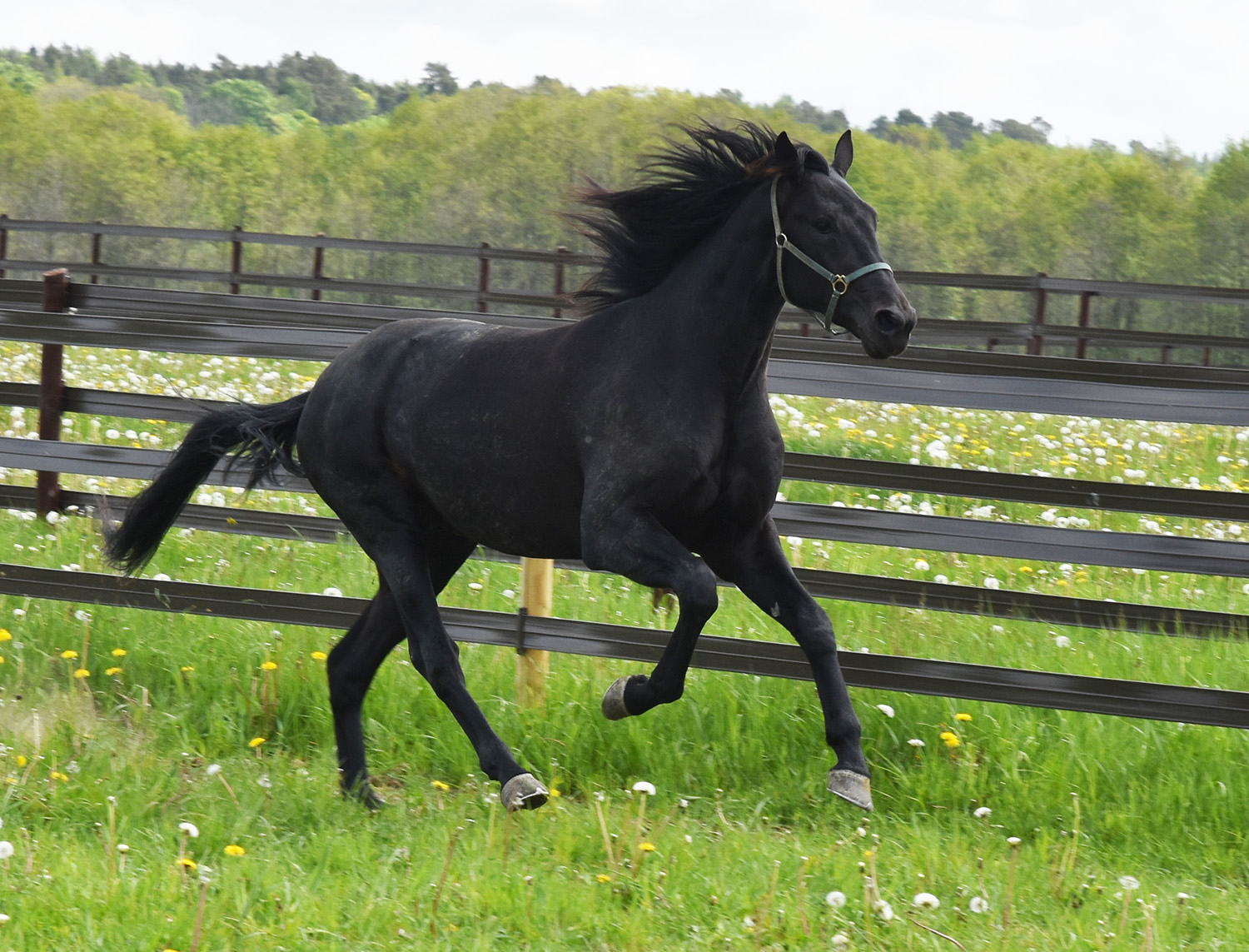Hitting Hard blev vinstrikast 3-&aring;ring i stallet. Foto; A.Lindblom